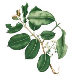 Syzygium cumini Jambolan, Java Plum, Malabar Plum, Jambu